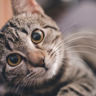 cats1_1009