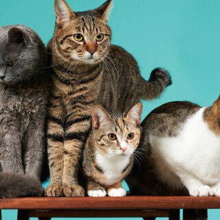 cats1_1018