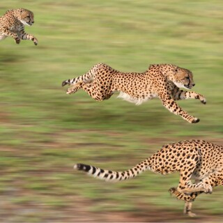 cats1_1020