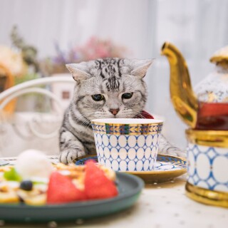 cats1_1024
