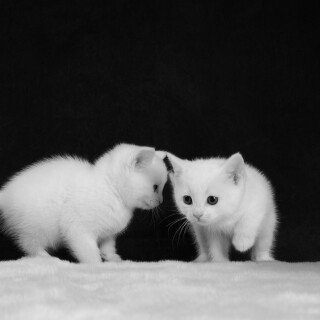 cats1_1042