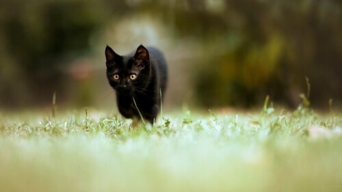 cats1_1051.jpg