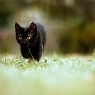 cats1_1051