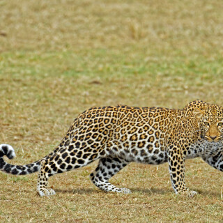 cats1_1054