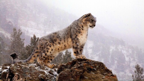 cats1_1055.jpg