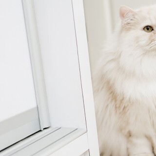 cats1_1061