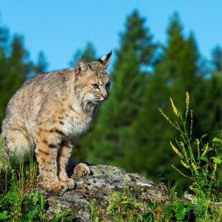 cats1_1069