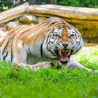 cats1_1082