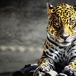 cats1_1086