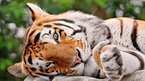 cats1_1089.jpg