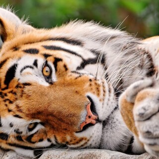 cats1_1089