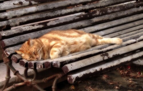 cats1_1091.jpg