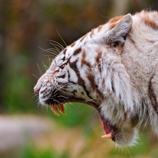 cats1_1093