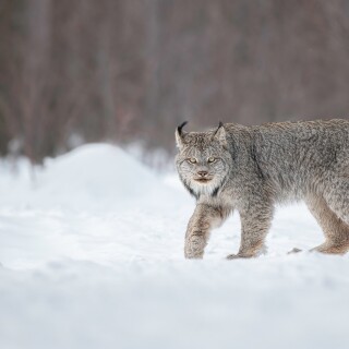 cats1_1094