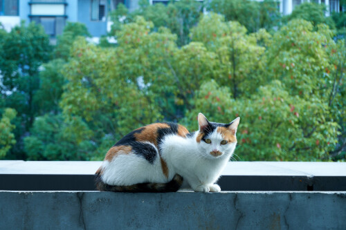 cats1_1102.jpg