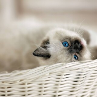 cats1_1109