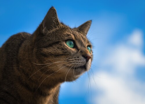 cats1_1110.jpg
