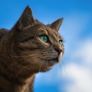 cats1_1110