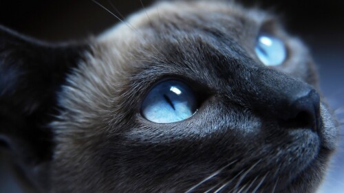cats1_1132.jpg
