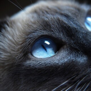 cats1_1132