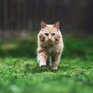cats1_1161