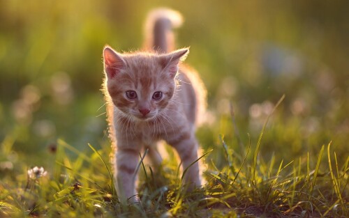 cats1_1171.jpg