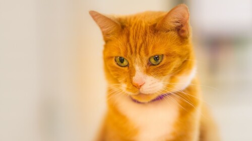 cats1_1178.jpg