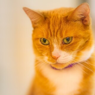 cats1_1178