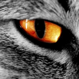 cats1_1196