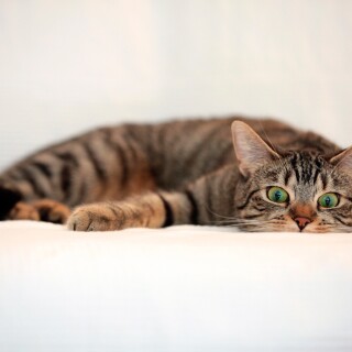 cats1_1198