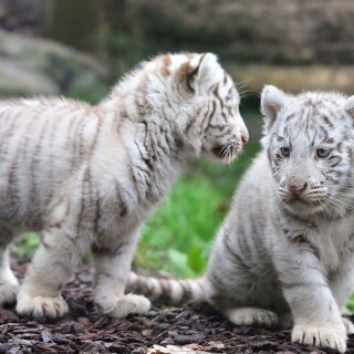 cats1_1203
