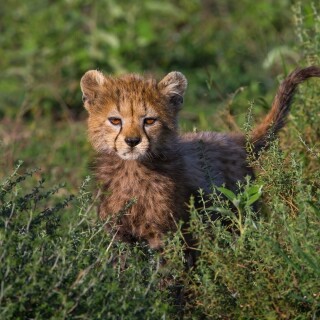 cats1_1204