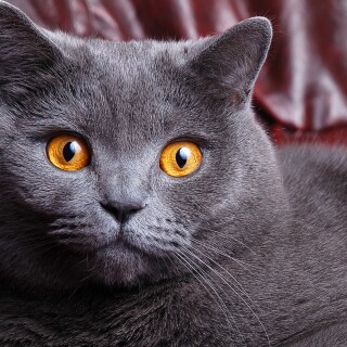 cats1_1229