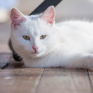 cats1_1255