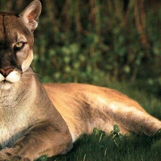 cats1_1257
