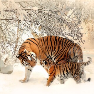 cats1_1265