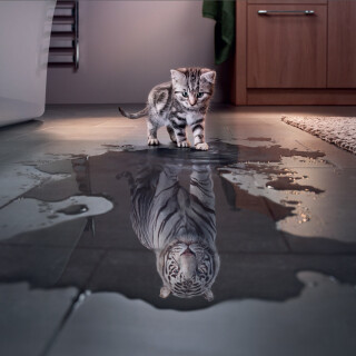 cats2_0017