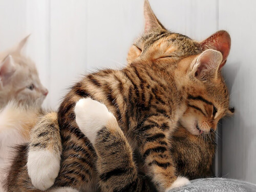 cats2_0019.jpg