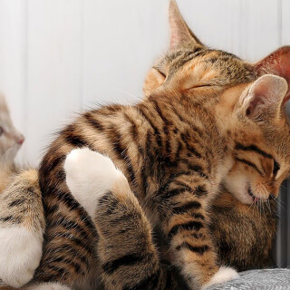 cats2_0019