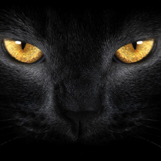 cats2_0024