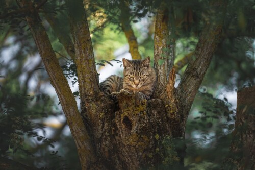 cats2_0064.jpg