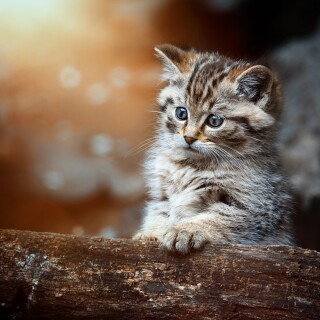 cats2_0072