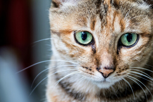 cats2_0078.jpg
