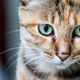 cats2_0078