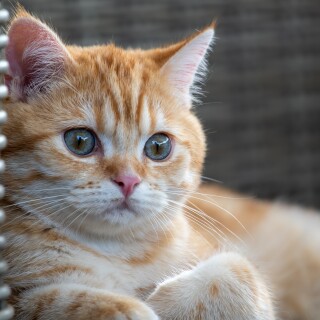 cats2_0085