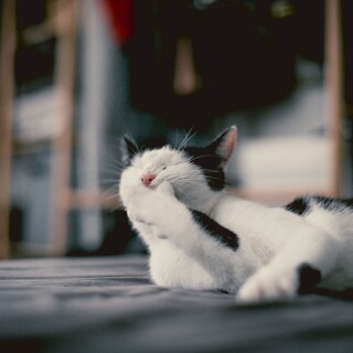 cats2_0087
