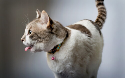 cats2_0090.jpg