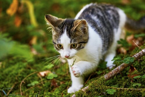 cats2_0093.jpg