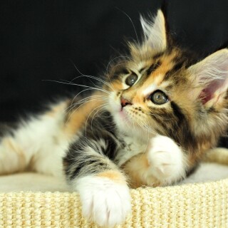 cats2_0095