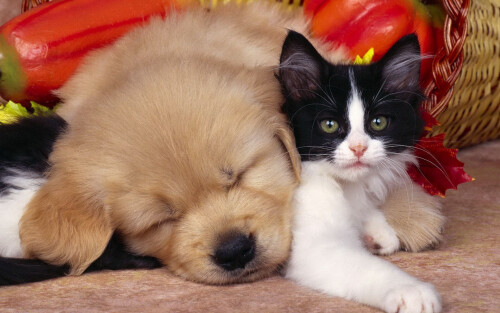 cats2_0096.jpg